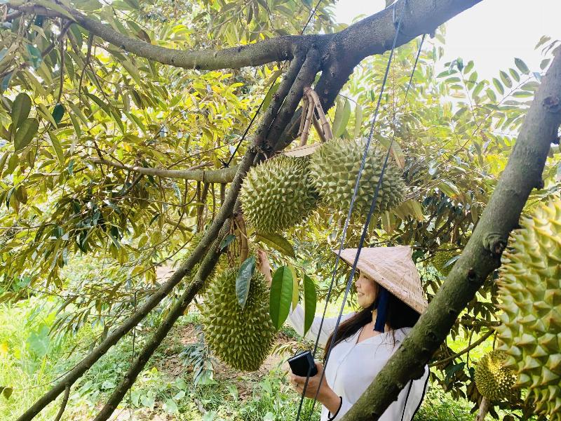 Những trái sầu riêng chín cây, to tròn với vỏ đầy gai đặc trưng của vùng Cái Mơn Bến Tre